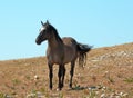 Wild Horse Grulla Gray colored Band Stallion with tail blowing in the wind on Sykes Ridge in the Pryor Mountains Royalty Free Stock Photo